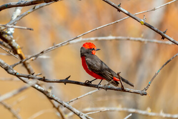 Small red bird known as "prince" Pyrocephalus rubinus perched on dry tree with blue sky and full moon background