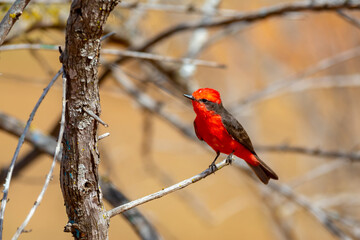 Small red bird known as 