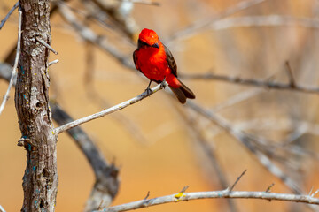Small red bird known as 