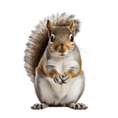 Washable wall murals Squirrel Eastern grey squirrel eat nut, hold nut, transparent background