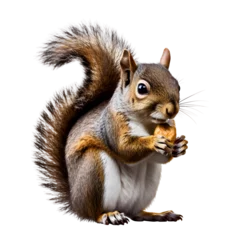 Fotobehang Eastern grey squirrel eat nut, hold nut, Eastern grey squirrel hold a glass beer, transparent background background © konstantin.bot