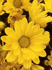 yellow chrysanthemum flowers