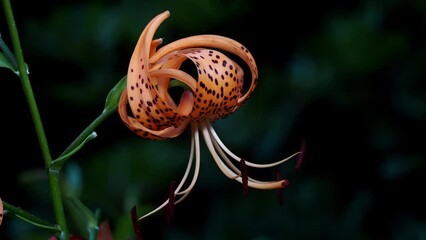 Tokyo, Japan - July 20, 2023: Flower of Tiger Lily in the night
