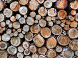 Close-up of a heap of logs of different size used as firewood, captured in a farm near the town of Arcabuco, in the eastern Andean mountains of Colombia.