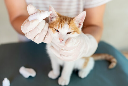 Veterinarian put drops into eyes, ears, nose of cat. Face of a cat, hands and a drop of medicine are depicted. Diseases of cats and their treatment. Owner of the cat is treating with liquid medicine