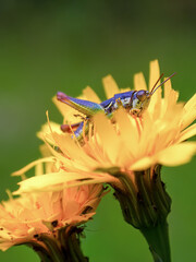 Macro photography of a grasshopper feeding on a dandelion flower, captured in a forest near the town of Arcabuco, in the central Andean mountains of Colombia.