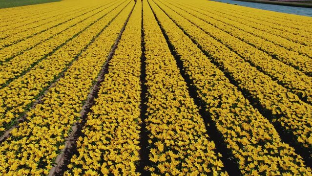 Polders with symmetric yellow tulip flower beds in Netherlands, drone view. High quality 4k footage
