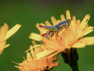 Macro photography of a grasshopper feeding on a dandelion flower, captured in a forest near the town of Arcabuco, in the central Andean mountains of Colombia.