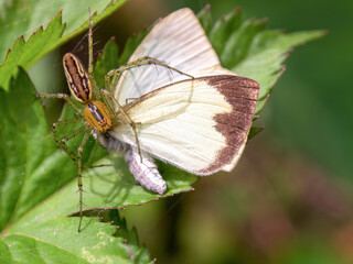 Macro photography of a lynx spider with a captured great southern white butterfly, in a garden near the colonial town of Villa de Leyva in central Colombia.