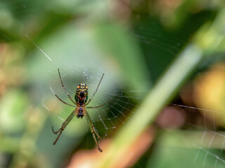 Macro photography of an orchard spider hanging on its web, caaptured in a garden near the colonial town of Villa de Leyva, in central Colombia.