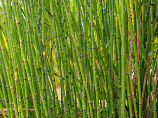 Close-up photography of healthy rough horsetail plants, captured in a garden near the town of Arcabuco, in the eastern Andean mountains of central Colombia.