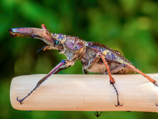 Macro photography of a sphaenognathus bellicosus beetle on a stick, captured in a garden near the town of Arcabuco in the central Andean mountains of Colombia.
