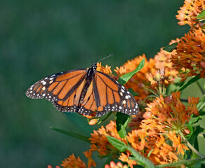 Male Monarch butterfly (Danaus plexippus) feeds on flowers of a Butterfly Weed (Asclepias tuberosa) in a Michigan garden 