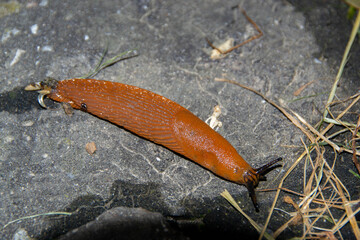 European red slug aka Chocolate arion Arion rufus on a woodland path