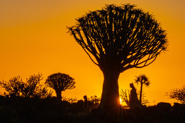 Ghostly Female Figure Communes with Quiver Tree at Sunset in Namibia frica