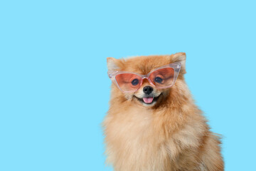 Cute Pomeranian dog in sunglasses on blue background, closeup