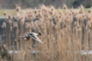 Northern Pintail Duck Takes off in Early Winter Morning Light Over Cattails