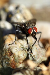 Fleischfliege, Sarcophagidae