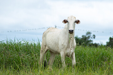Boi, bezerro, touro, pasto verde, beira do rio

