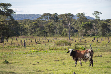 Vaca em pasto verde, paisagem Pantanal 