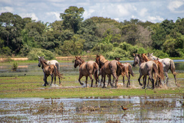 herd of horses, cavalo correndo, Fine ART, Pantanal, cavalo pantaneiro 