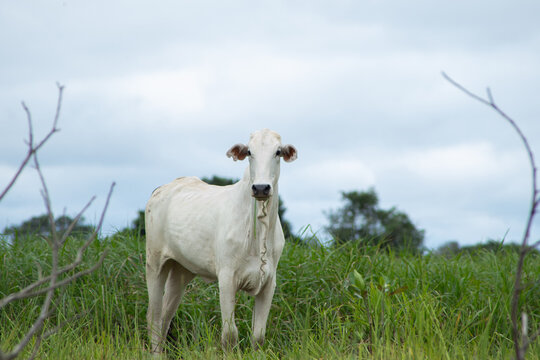 Bezerro nelore no pasto verde alto