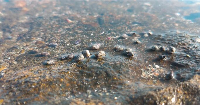 small sea creatures and shells that move, sea water texture background, conch conch