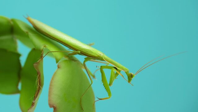 Mantis. Praying mantis sits on leaves on a blue background. Praying mantis disguise under background and shape of leaves of plant. Praying mantis cleans its paws while sitting on a leaf, close-up.
