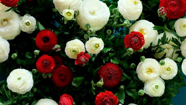 buttercups background. Floral beautiful texture.White and red ranunculus. 4k footage