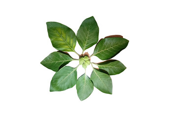 image of green leaves on white background