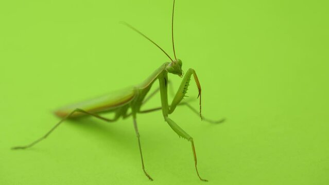 Female praying mantis on a green background close-up. Praying mantis cleans its paws, turns its head and takes off. Green female praying mantis cleans its paws. Insect on a green background, close-up