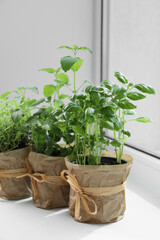 Different fresh potted herbs on windowsill indoors, closeup