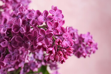 Closeup view of beautiful lilac flowers on pink background