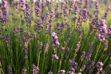 Obraz premium Beautiful blooming lavender growing in field, closeup