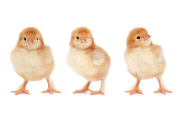 Collage with small cute baby chicken isolated on white