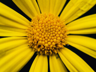 yellow flower macro