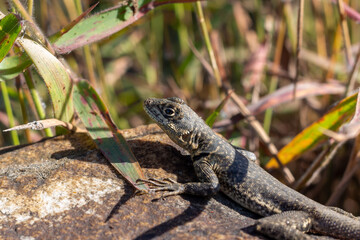 Photograph of small lizard on a rock.