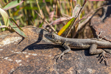 Photograph of small lizard on a rock.