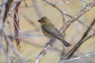 collared bird (Sporophila caerulescens) selective focus