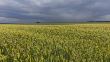 Obraz premium field of wheat