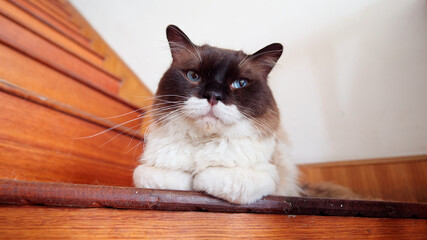 Cute ragdoll cat with big beautiful blue eyes and black face lying on stairs looking at camera, cozy pet at home concept.