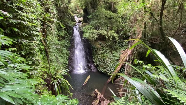 beautiful waterfall surrounded by dense green tropical plants in lamington national park, gondwana rainforest near gold coast and brisbane, south east queensland, australia