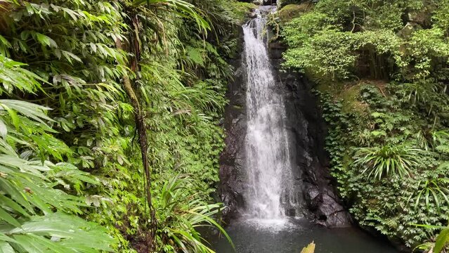 beautiful waterfall surrounded by dense green tropical plants in lamington national park, gondwana rainforest near gold coast and brisbane, south east queensland, australia