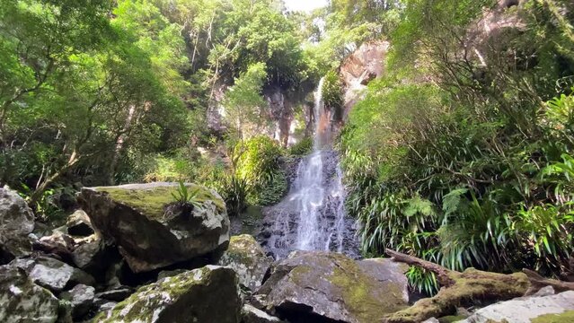 beautiful waterfall surrounded by dense green tropical plants in lamington national park, gondwana rainforest near gold coast and brisbane, south east queensland, australia