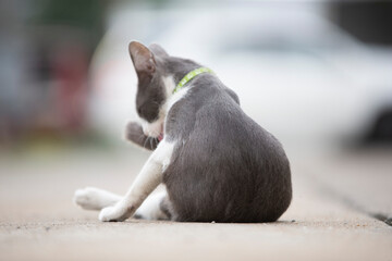 Cute cat lying on the ground in the city, Thailand.