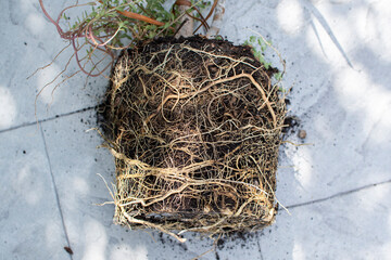 Repotting dracaena with root bounding. Root bound house plant. Tight Root ball of the plant.