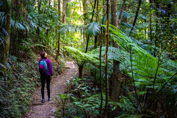 Beautiful girl hikes in magical Gondwana rainforest; Warrie Circuit trail in Springbrook National...