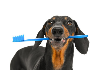 Portrait of adult dog holding toothbrush in his mouth, waiting. Dachshund oral protection, teeth...