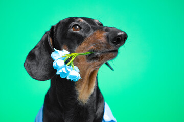 Dog dachshund holds in his teeth flower, branch of hydrangea on chroma key. Card for Valentine's day, Women's day, birthday Delivery of bouquet, ordering gift. Original congratulations, romantic gift