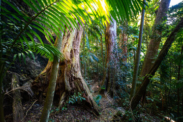 a path through dense tropical rainforest in springbrook national park near gold coast, queensland, australia; warrie circuit trail, hiking in dense tropical jungle with unique vegetation	
